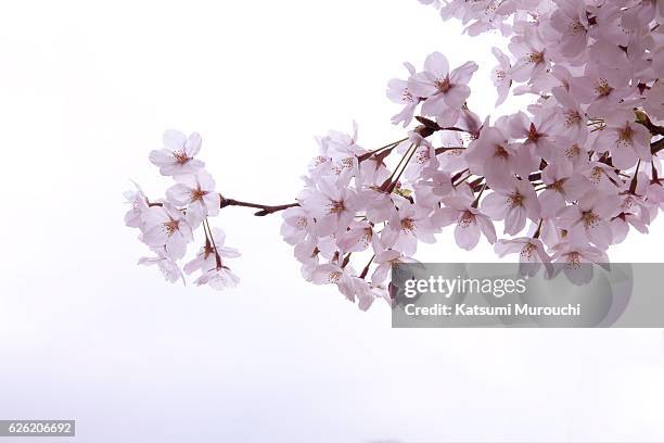 cherry blossom - cherry blossoms stock pictures, royalty-free photos & images