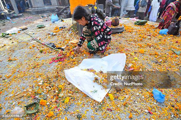 Little gitl tries to find coins on a holy grains 'Satbij' on the occasion of Bala Chaturdashi festival celebrated in Kathmandu, Nepal on Monday,...