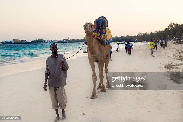 kenya bamburi  beach african  people rental camel - mombasa stock pictures, royalty-free photos & images