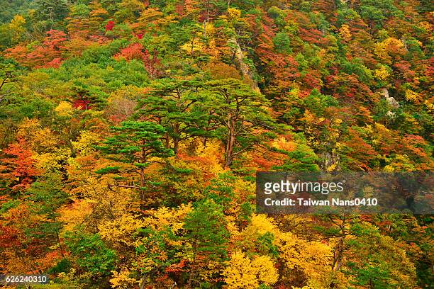 autumn color - prefectura de miyagi fotografías e imágenes de stock
