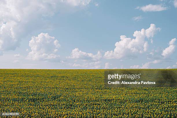 endless field of sunflowers - alexandra pavlova foto e immagini stock