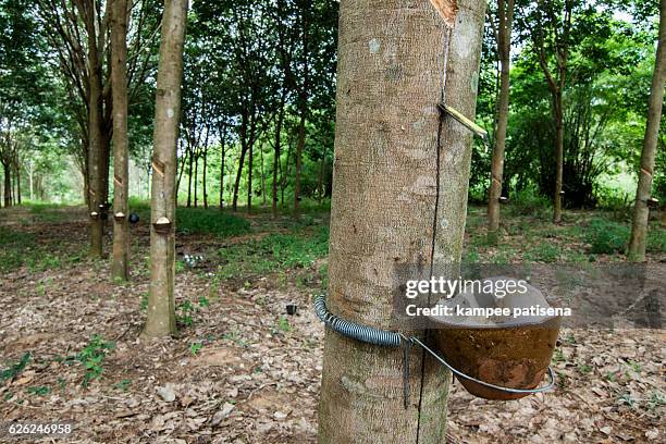 Rubber Tree Farm Photos and Premium High Res Pictures - Getty Images