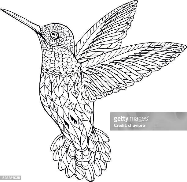 illustrazioni stock, clip art, cartoni animati e icone di tendenza di colibrì della pagina da colorare - adulto