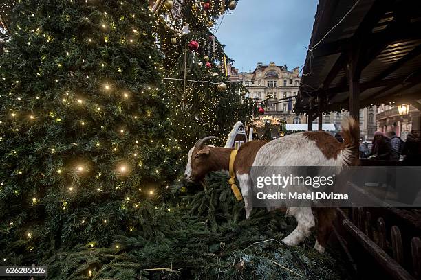 Goat eats needles as it escapes from animal nativity scene under the Christmas tree at the Christmas market at Old Town Square on November 28, 2016...