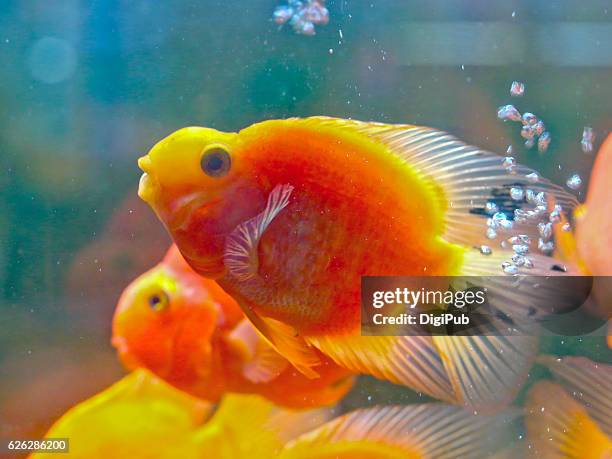 blood parrot cichlids in fish tank - cichlid aquarium stock pictures, royalty-free photos & images