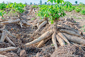Bulk of fresh cassava harvested in farmland.