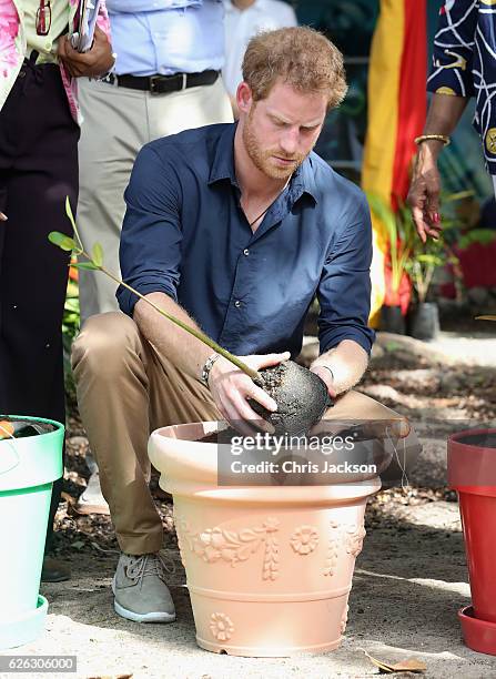 Prince Harry plants a Mangrove on Grand Anse Beach as he visits Mangrove restoration projects ahead of visiting the coral reef on the ninth day of an...