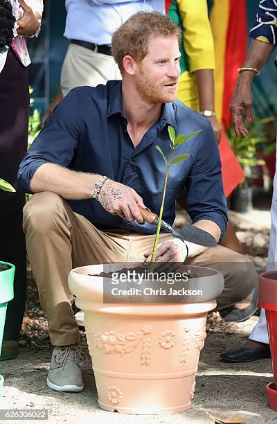 Prince Harry plants a Mangrove on Grand Anse Beach as he visits Mangrove restoration projects ahead of visiting the coral reef on the ninth day of an...