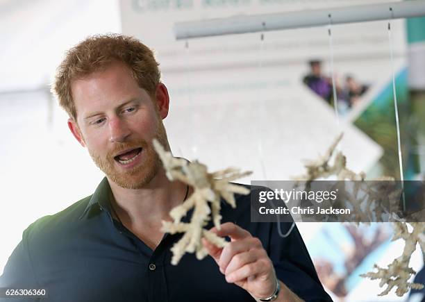 Prince Harry visits a coral restoration project on Grand Anse Beach as he visits mangrove restoration projects ahead of visiting the coral reef on...
