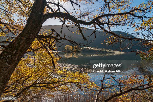 fall colours at lake abant ,bolu,turkey - abant turkey stockfoto's en -beelden