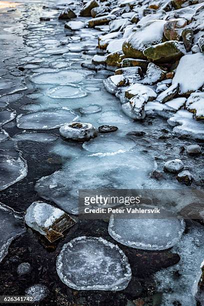 circular ice flakes on seashore - vinter stockfoto's en -beelden