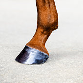 Horse leg with hoof