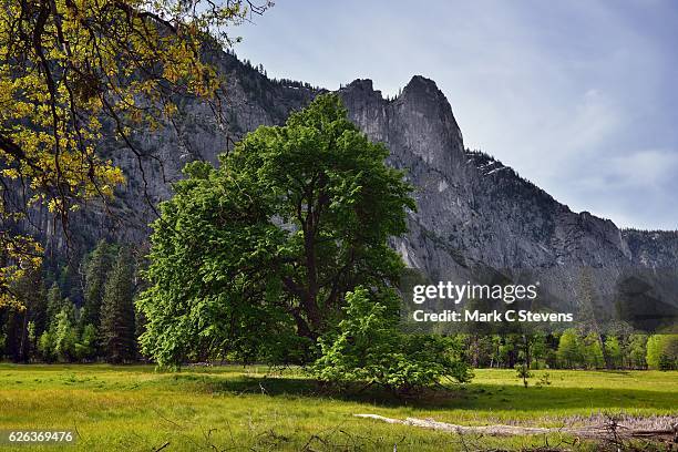 an elm tree to take in views of mountain peaks - ulmaceae stock pictures, royalty-free photos & images