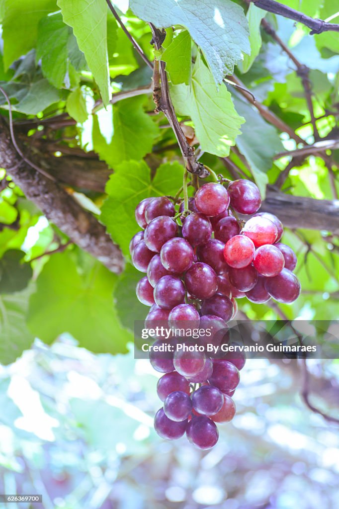 Grape Excellent Picture Grape High-Res Stock Photo - Getty Images