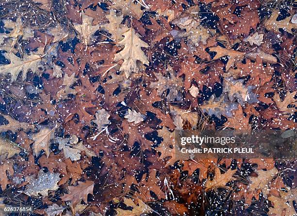 Autumn oak leaves are covered in frost at the Rhododendronpark Kromlau landscaped park in Kromlau near Cottbus, eastern Germany, on November 29,...