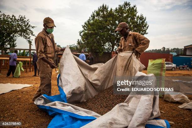 Workers manipulate cocoa beans at the SCAK cocoa processing plant in Beni on November 14, 2016. Cocoa farming in the Beni area started in the late...