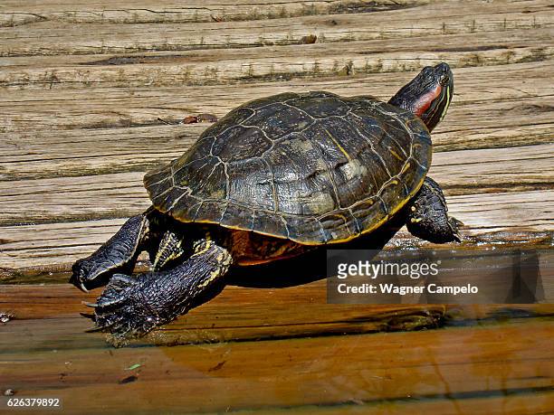 d'orbigny's slider, water turtle - freshwater turtle stock pictures, royalty-free photos & images