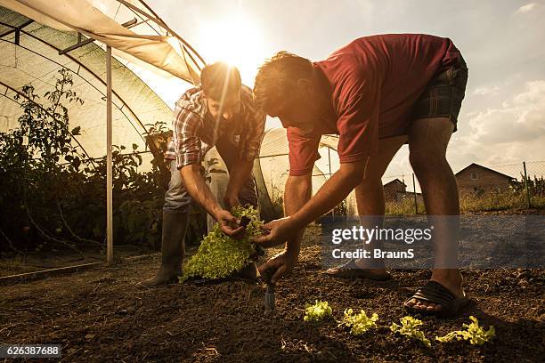 trabajadores agrícolas cooperando mientras siembran lechuga en un campo. - sembrar fotografías e imágenes de stock