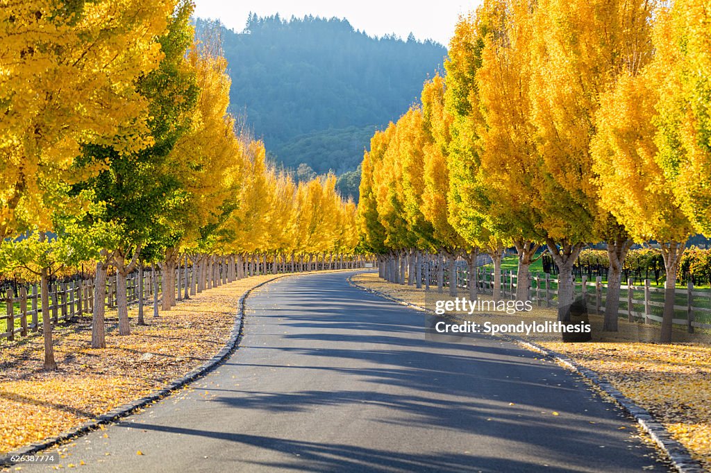 Gelbe Ginkgo-Bäumen auf road lane in Napa Valley, Kalifornien