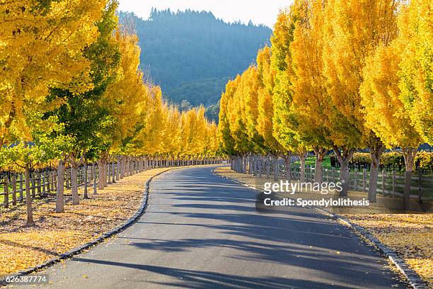 alberi di ginkgo giallo su strada lane a napa valley, california - napa valley foto e immagini stock