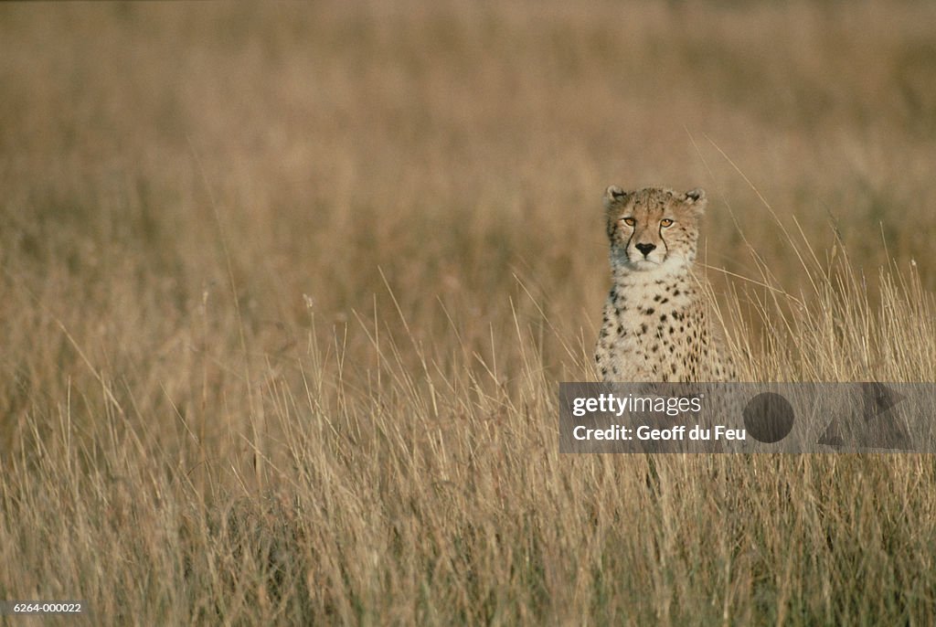 Cheetah on Plains