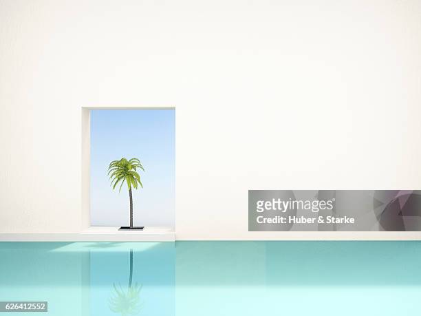 palm tree at swimming pool