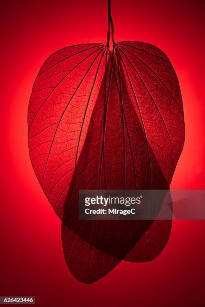 Red Toned Leaf Skeleton