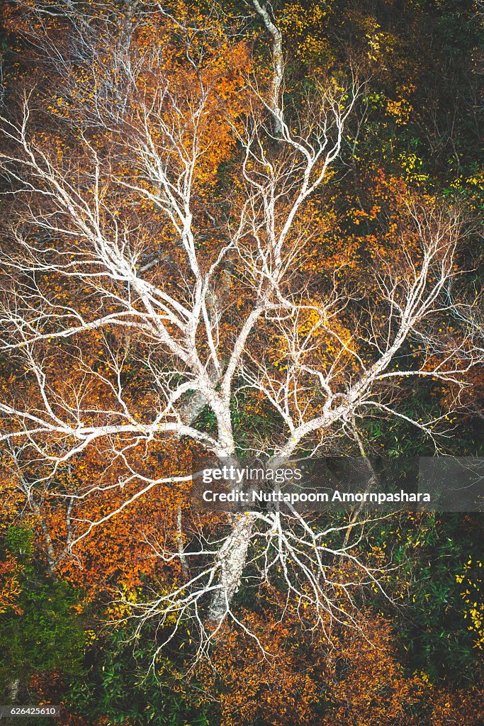 Less Foliage Tree Leafless Tree With Autumn Foliage Behind High-Res Stock Photo - Getty ...