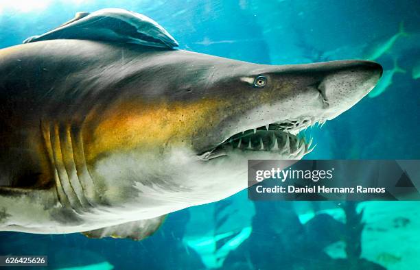 sand tiger shark head detail. carcharias taurus - rémora fotografías e imágenes de stock