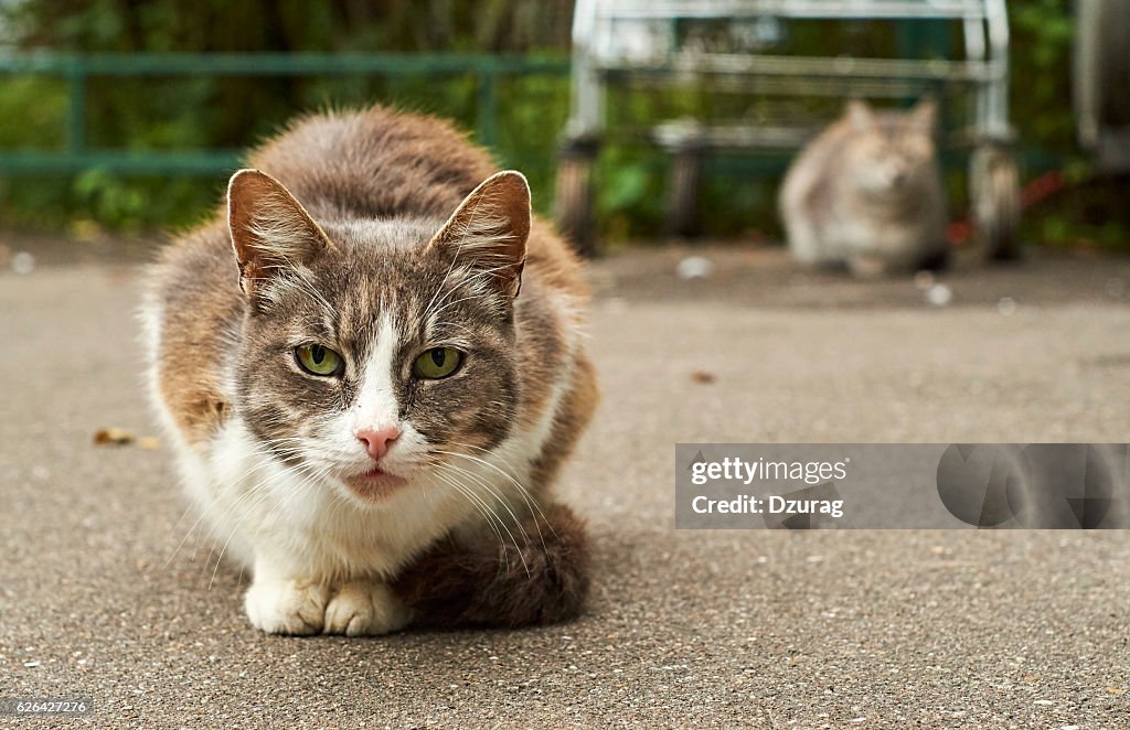 Homeless cats in the street