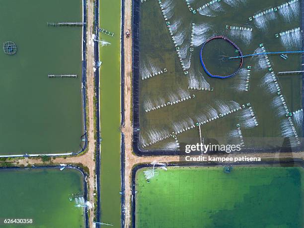 Sam Rix Farm 1,706 Shrimp Farm Stock Photos, High-Res Pictures, and Images - Getty ...
