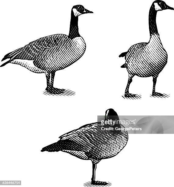 scratchboard style illustrations of canada geese - standing on one leg stock illustrations