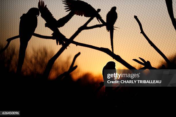 Picture taken on November 29, 2016 at sunset shows parrots at the Cerza zoo in Hermival-les-Vaux, northwestern France. / AFP / CHARLY TRIBALLEAU