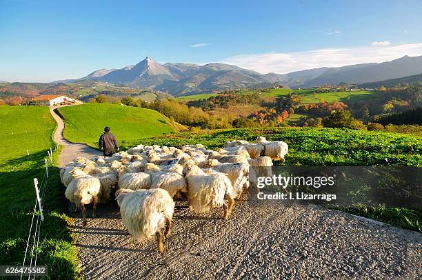 back home - baskenland stockfoto's en -beelden