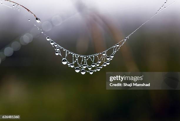 natures jewelry - dew stock pictures, royalty-free photos & images