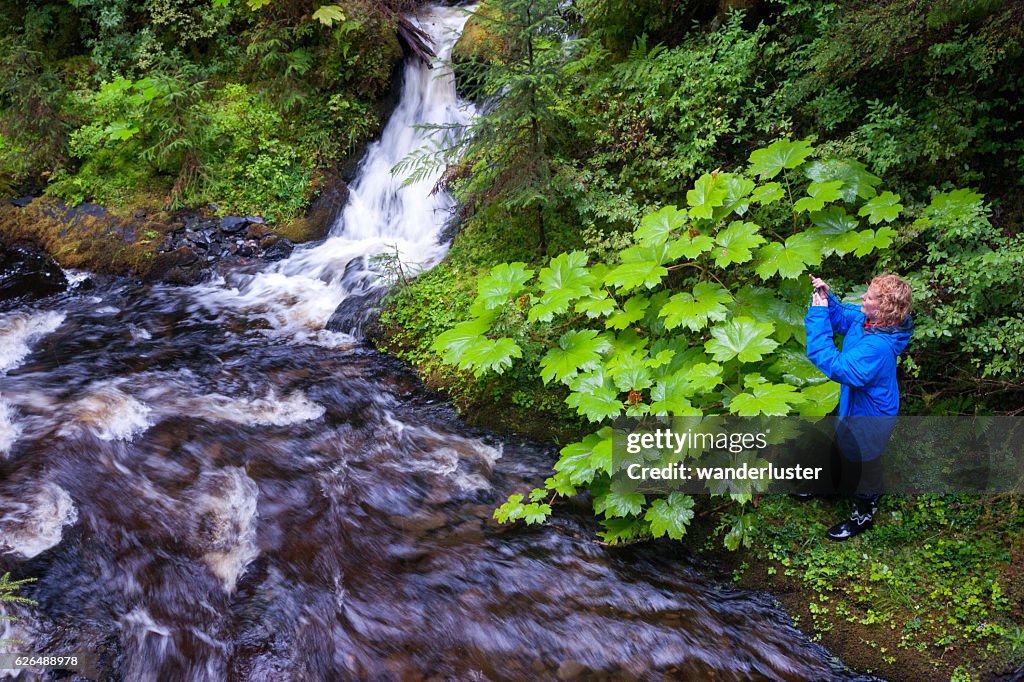 Hiker explores riverbank in rainforest