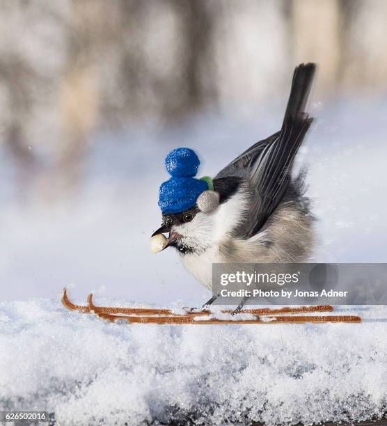 bird on skies - jonas adner stock pictures, royalty-free photos & images