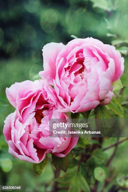 peonies - peónia imagens e fotografias de stock