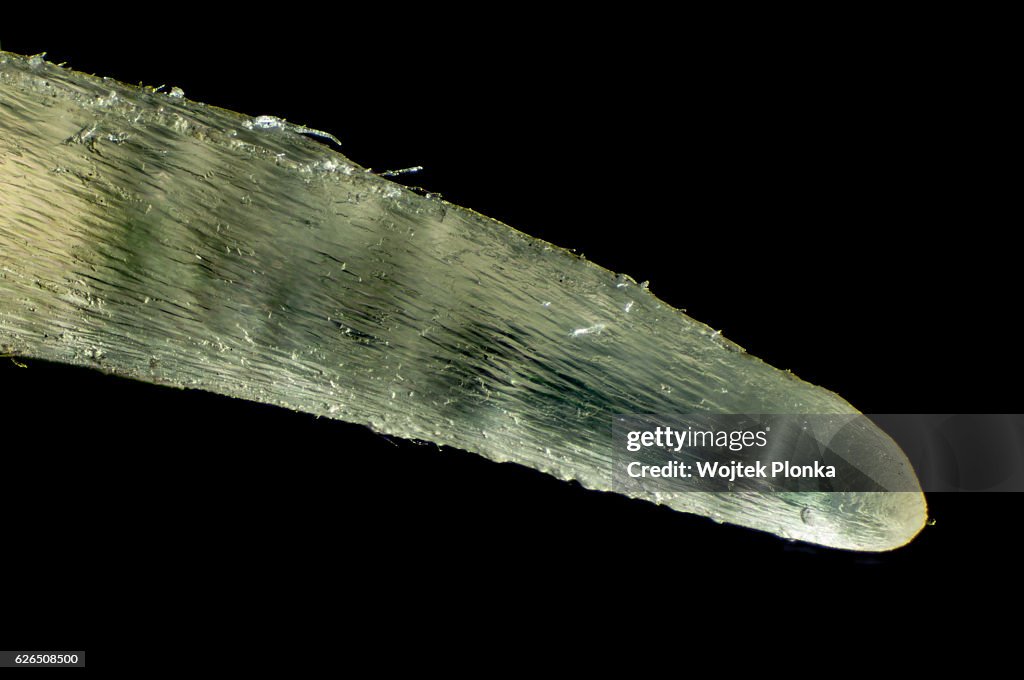 Claw of a domestic cat