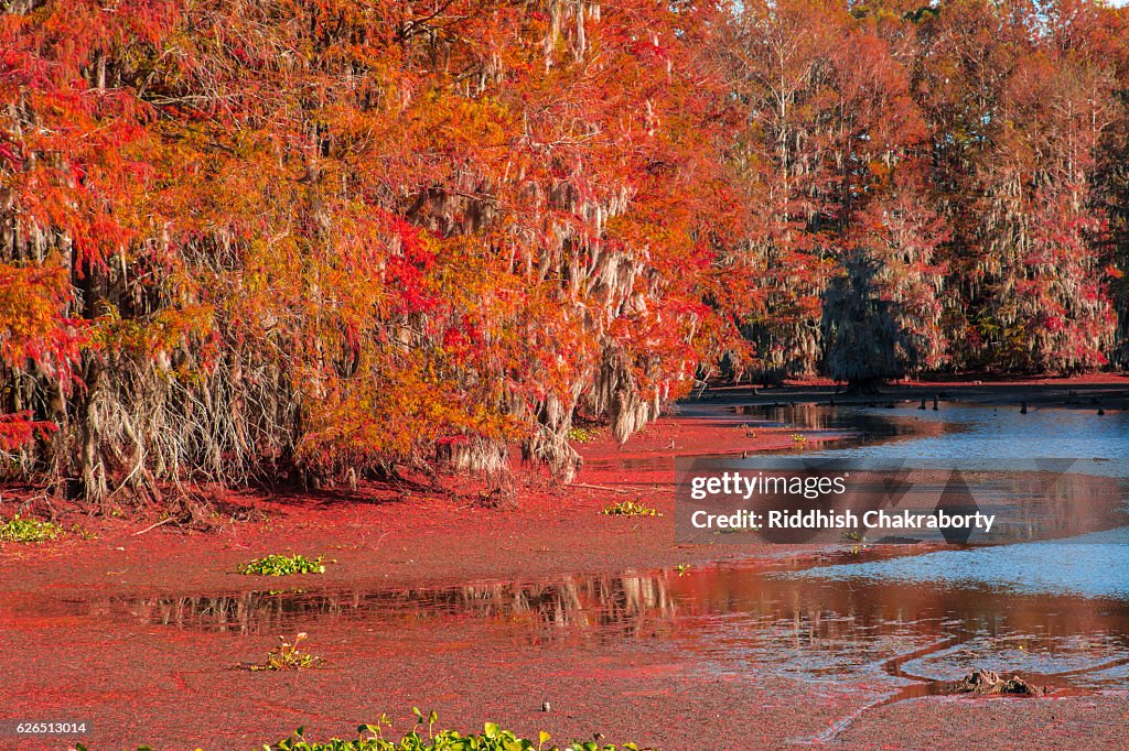 Bald Cypress Foliage