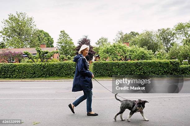 side view of happy senior woman walking with dog on street - hundespaziergang stock-fotos und bilder