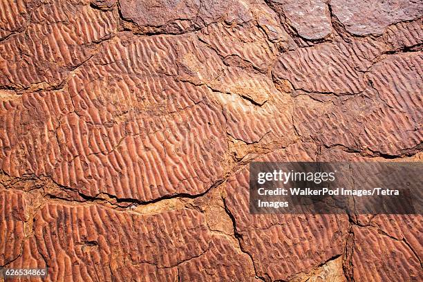 australia, northern territory, kings canyon, close up of rock from canyon - kings canyon fotografías e imágenes de stock