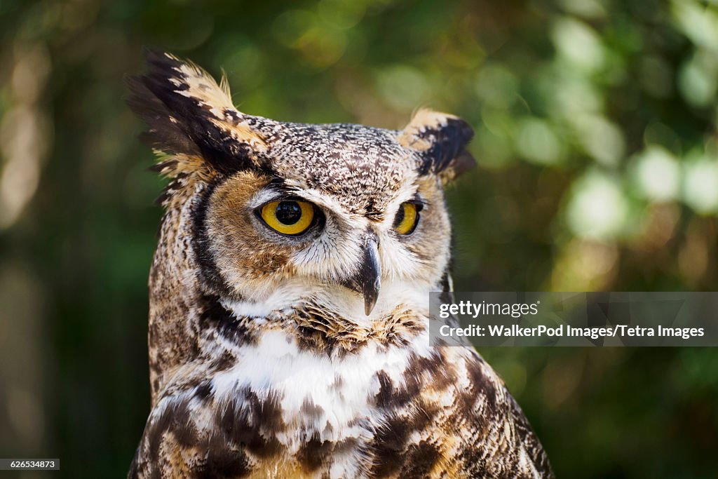 USA, Wyoming, Portrait of Great horned owl (Bubo virginianus)