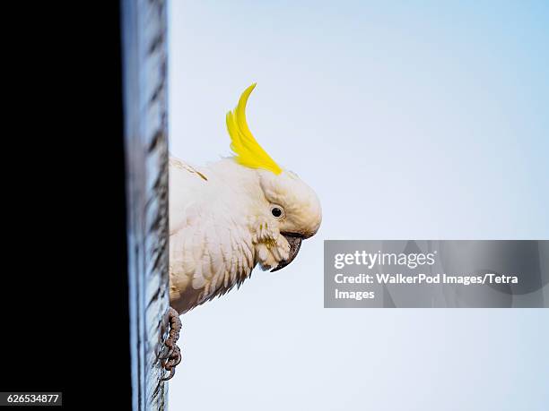 australia, blue mountains, sulphur-crested cockatoo (cacatua galerita) perching on roof - cacatua bird stock pictures, royalty-free photos & images