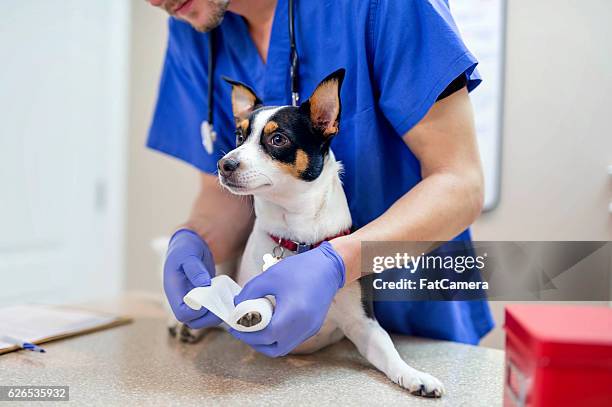 male veterinarian wrapping a small dogs paw with gauze - glove imagens e fotografias de stock