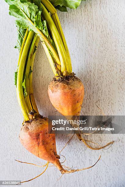 studio shot of golden beets - golden beet stock pictures, royalty-free photos & images