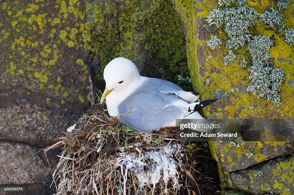 Black-legged Kittiwake (Rissa tridactyla) on nest in rock crevice