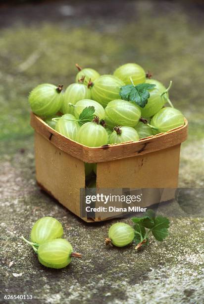 wooden punnet of freshly picked gooseberries outdoors - grosella fotografías e imágenes de stock