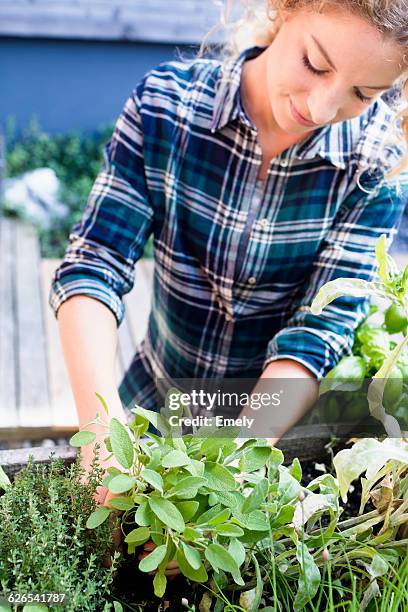 young woman planting herbs in herb garden - kräutergarten stock-fotos und bilder