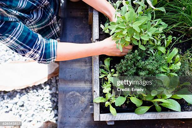 woman planting herbs in herb garden, high angle - kräutergarten stock-fotos und bilder